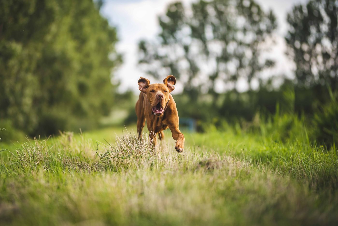 Perro marrón corre a toda velocidad de frente por un camino verde entre campos