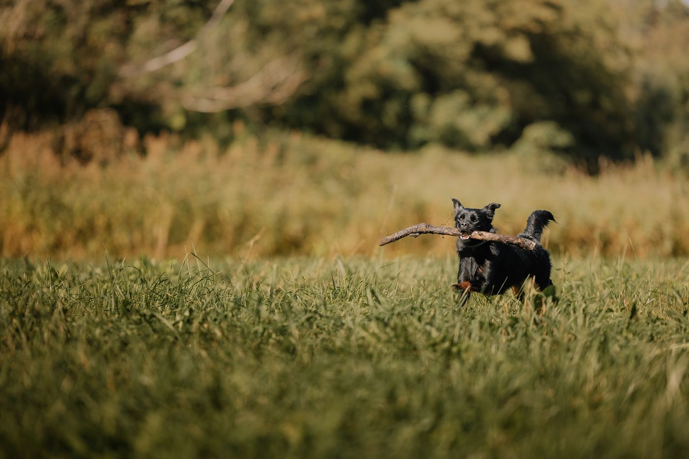 Perro negro corre con un palo en la boca por un prado soleado de verano