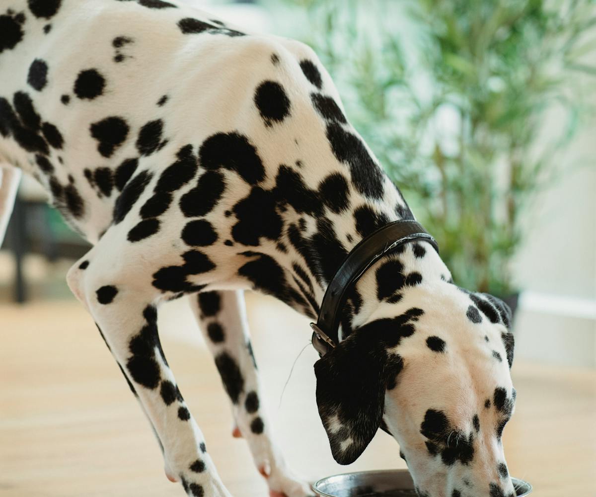 Hund frisst aus dem Napf