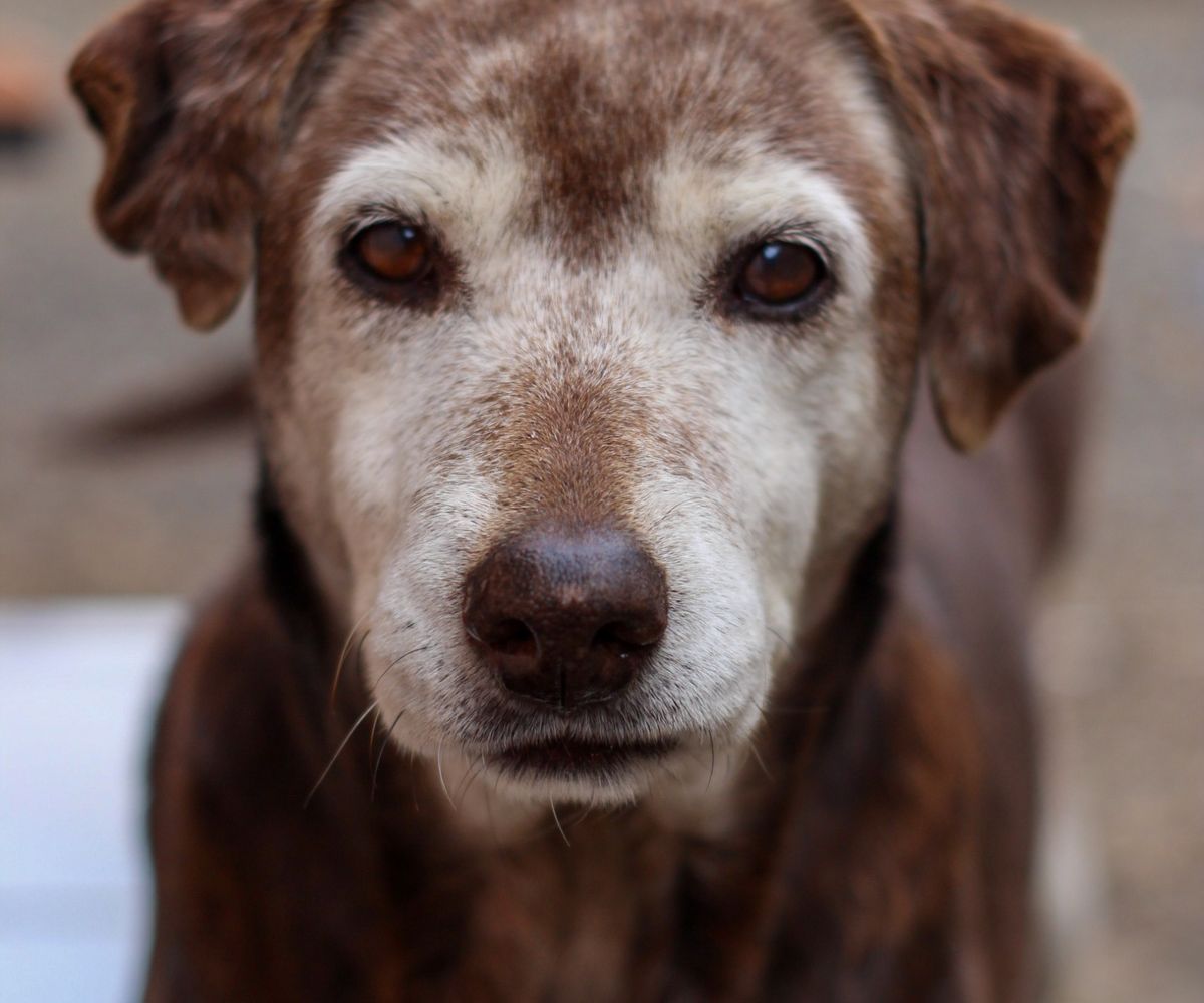 Älterer Hund