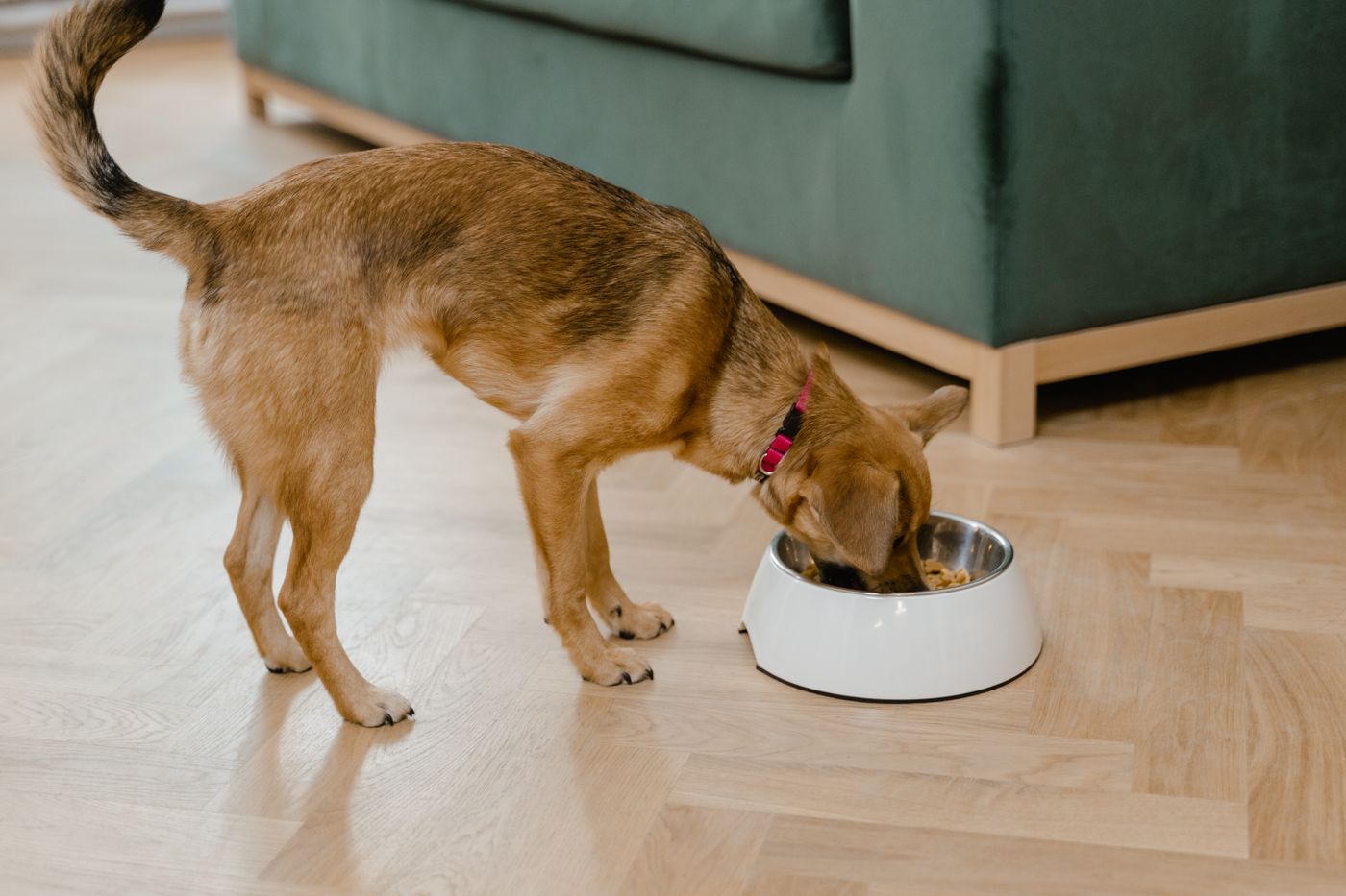 Cachorro marrom comendo em uma vasilha de inox limpa sobre piso de madeira claro