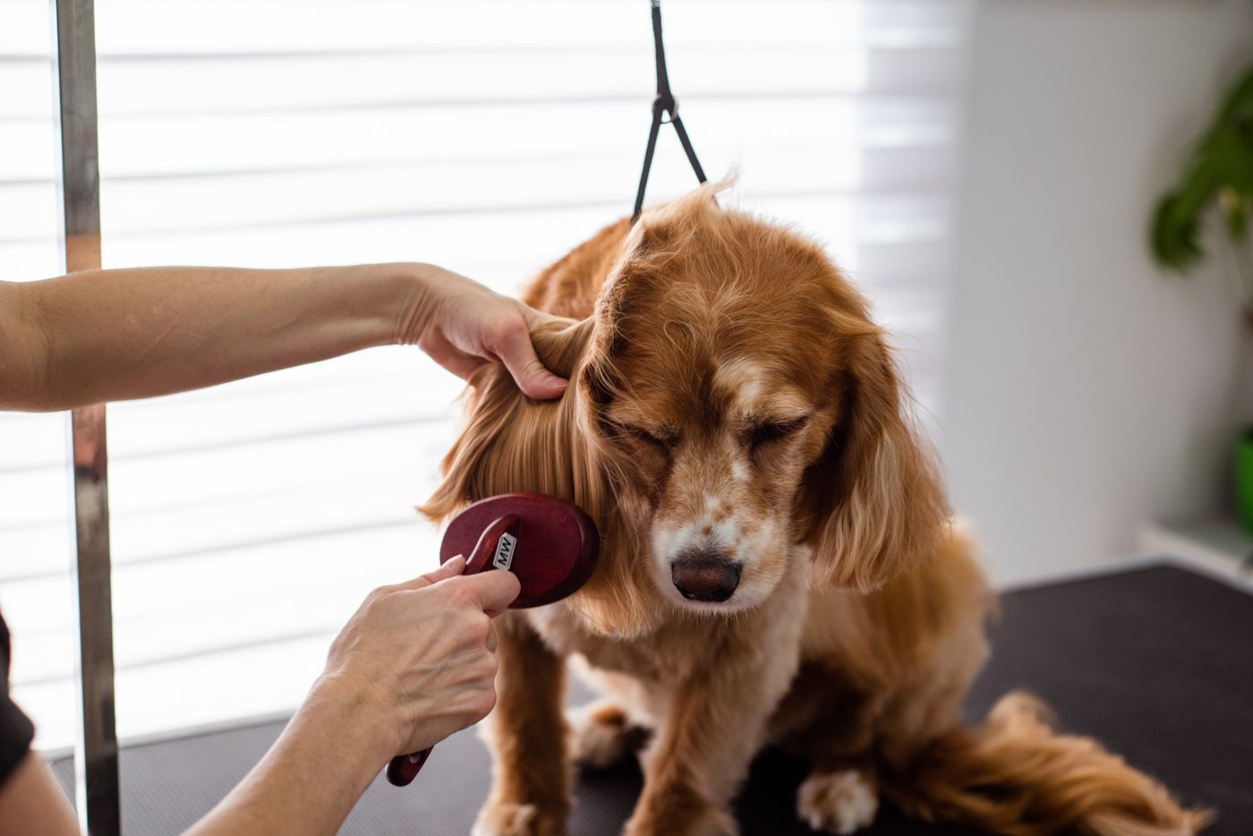 Perro dorado cepillado con calma en la oreja en un entorno luminoso