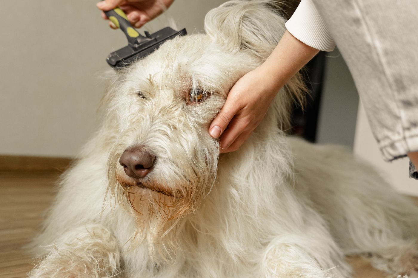 Perro claro y peludo cepillado en la cabeza con un cepillo de carda
