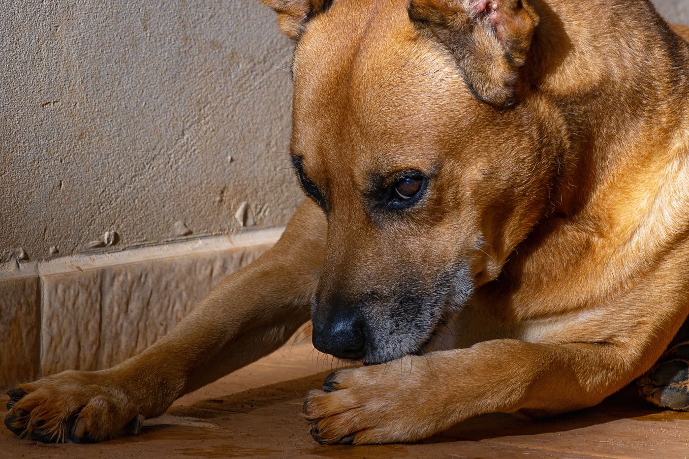 Brauner Hund liegt ruhig mit dem Kopf auf den Pfoten