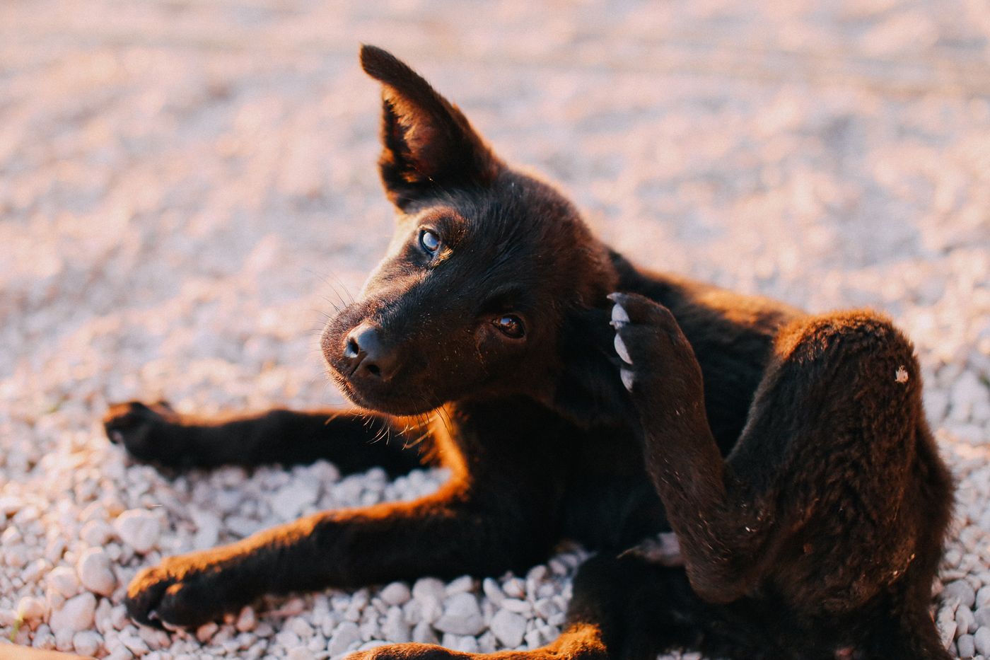 Junger schwarzer Hund kratzt sich mit der Hinterpfote am Ohr