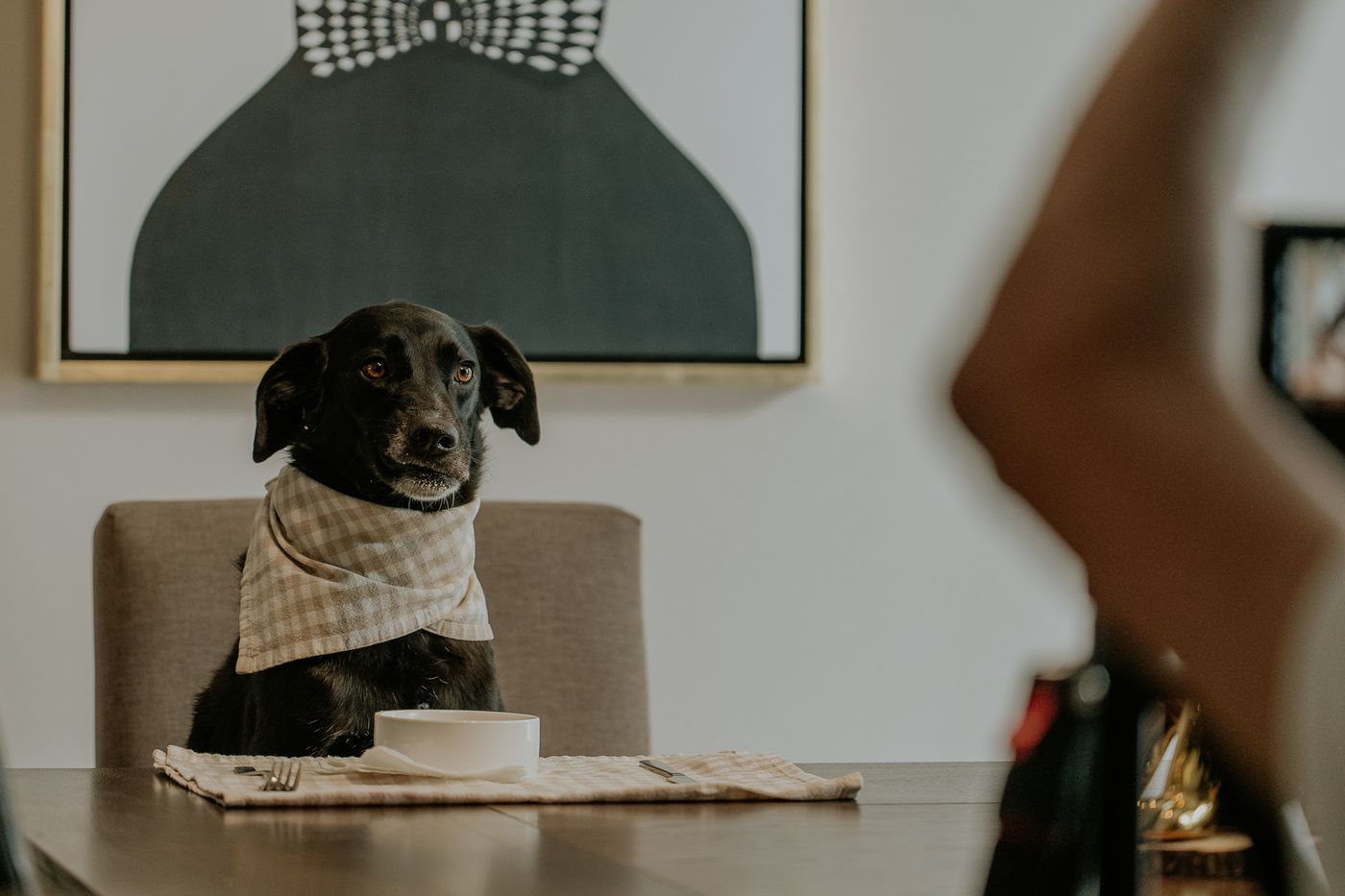 Chien noir assis avec impatience devant une gamelle vide à une table dressée