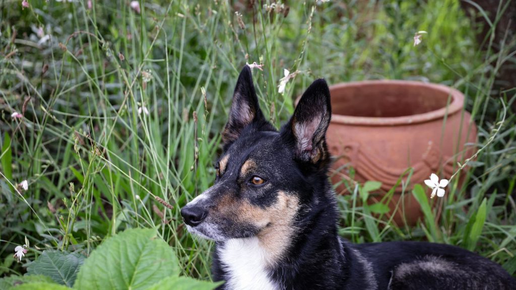 Giftpflanzen für Hunde: die wichtigsten erkennen