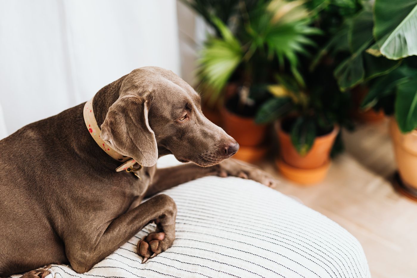 Weimaraner sdraiato tranquillo su un cuscino, sullo sfondo diverse piante da appartamento in vasi di terracotta