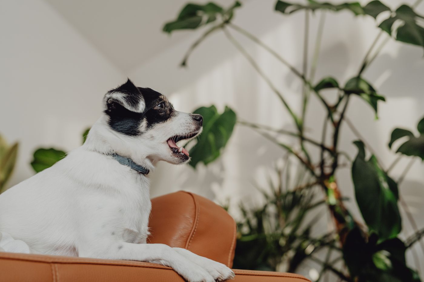 Jack Russell Terrier bianco e nero su un divano accanto a una grande pianta di monstera
