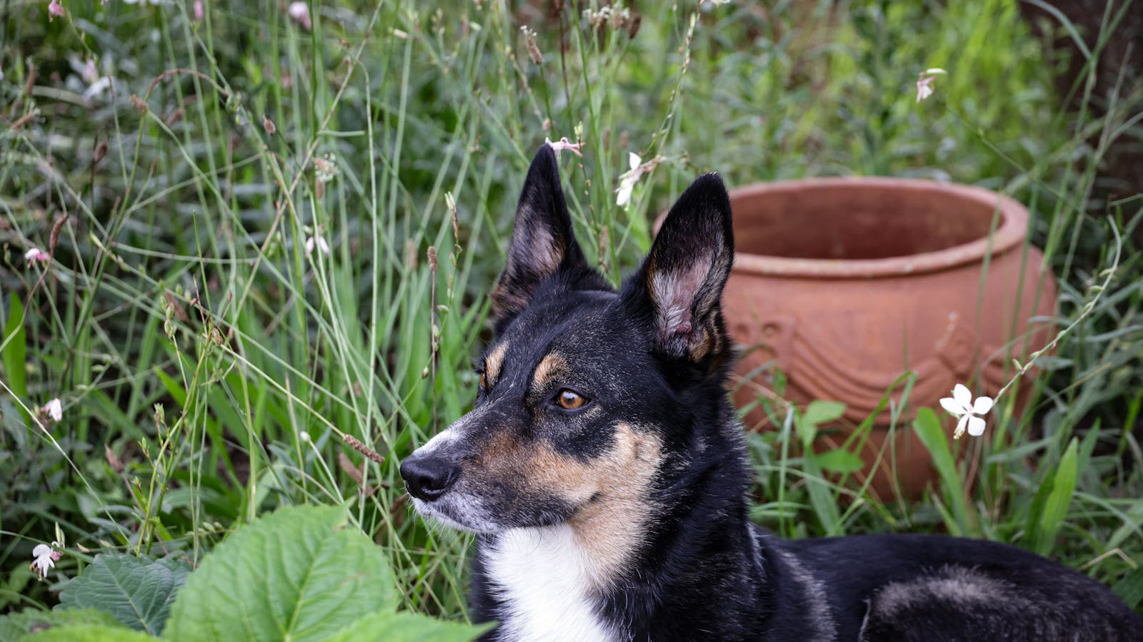 Giftpflanzen für Hunde: die wichtigsten erkennen