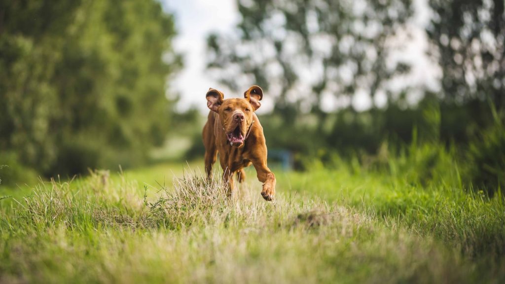 Übergewicht beim Hund: Idealgewicht halten