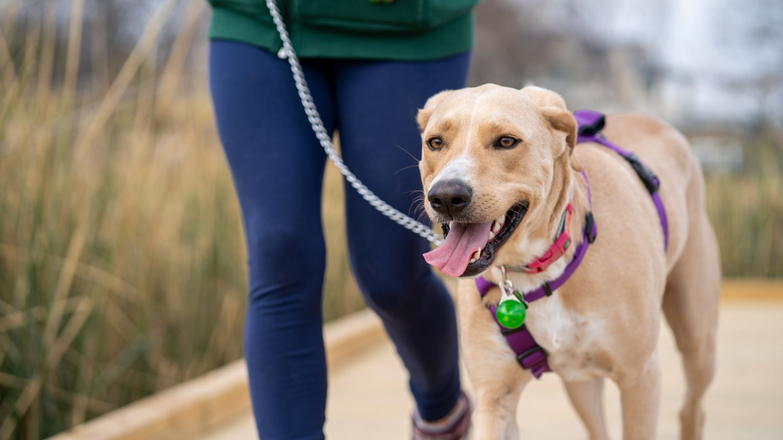 Wie viel Bewegung braucht ein Hund?