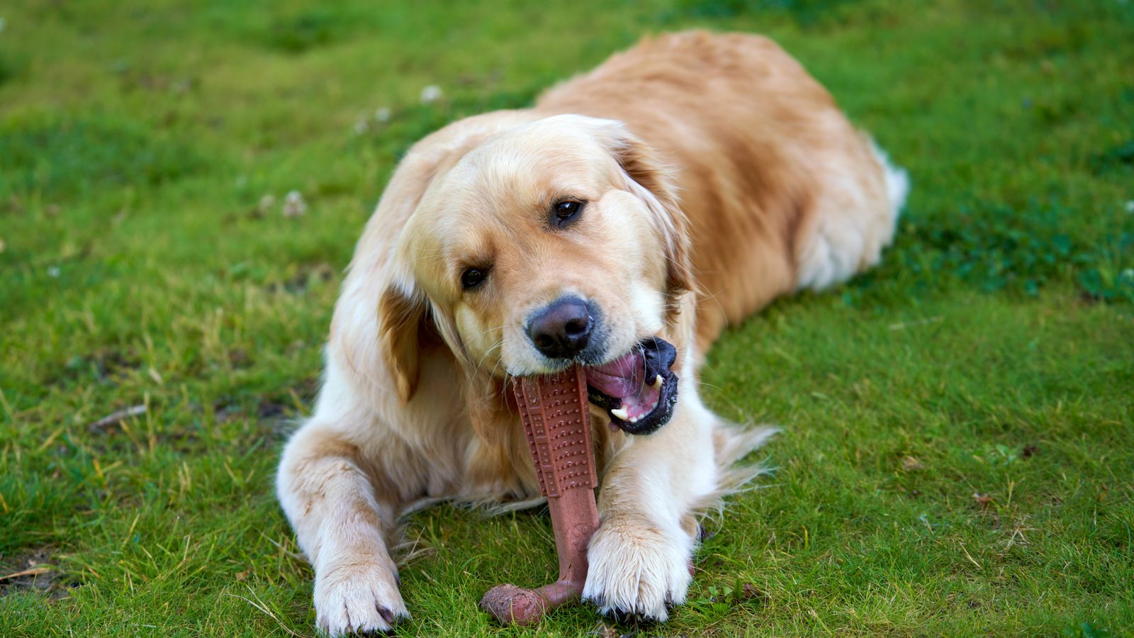 Zahnpflege beim Hund: Zahnstein vorbeugen