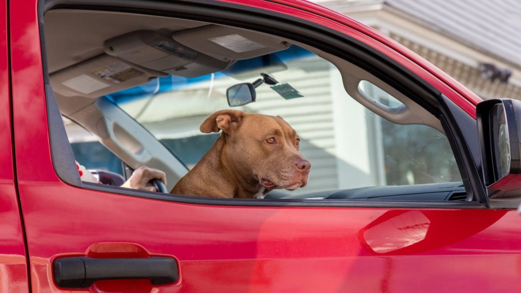 Hund sicher im Auto transportieren