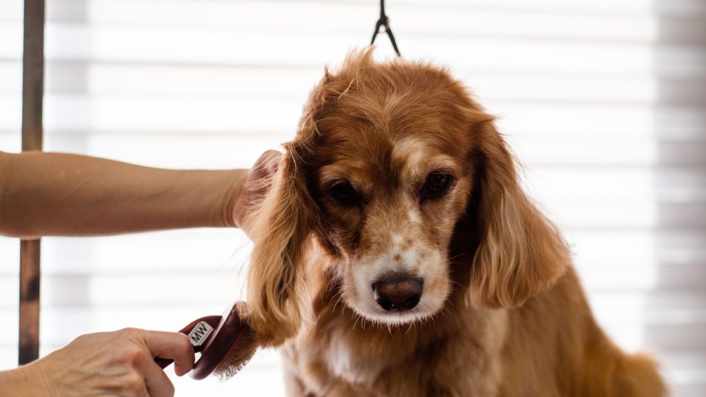 Fellpflege beim Hund: Bürsten, Baden, Pflege