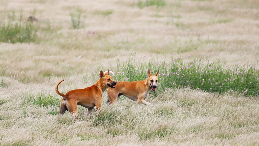 Zecken, Flöhe und Parasiten beim Hund