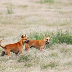 Hund auf der Wiese
