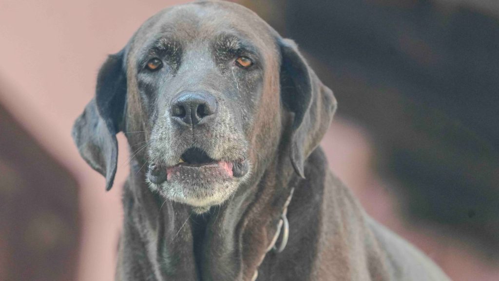 Der Senior-Hund: Pflege im Alter