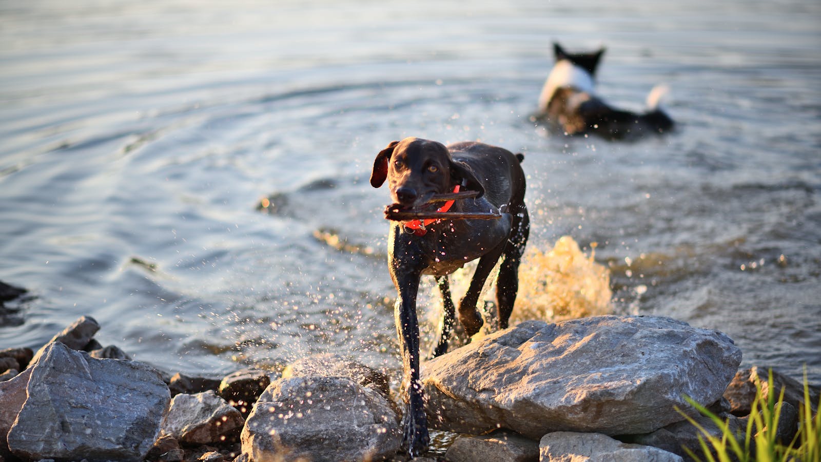 Hunde im Sommer: Hitze sicher meistern