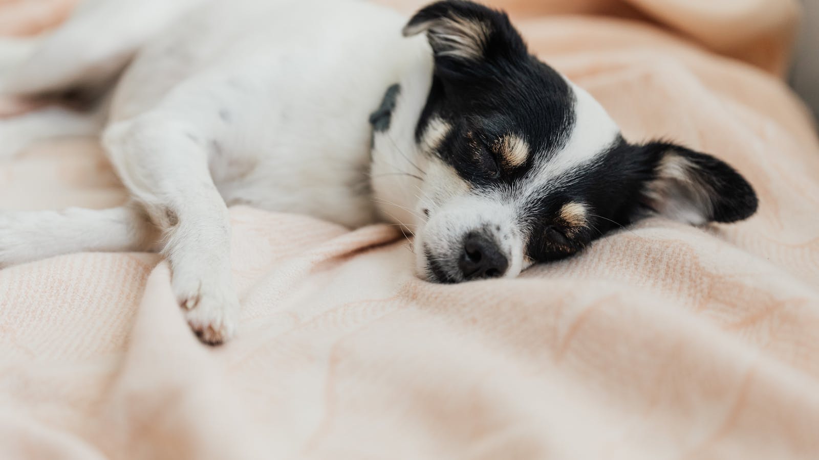 Silvester mit Hund: ruhig durch die Knallerei