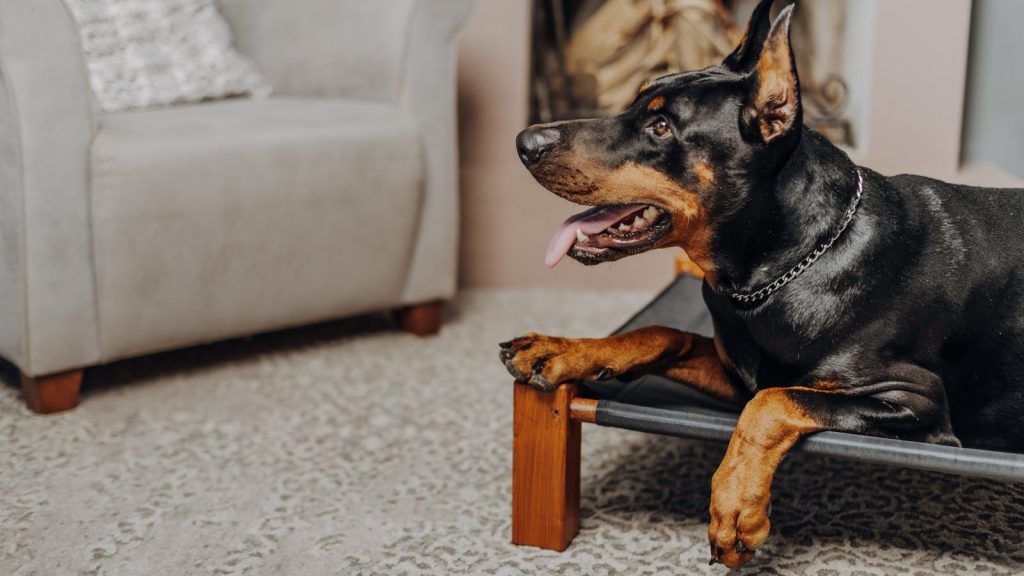Magendrehung beim Hund: erkennen und vorbeugen