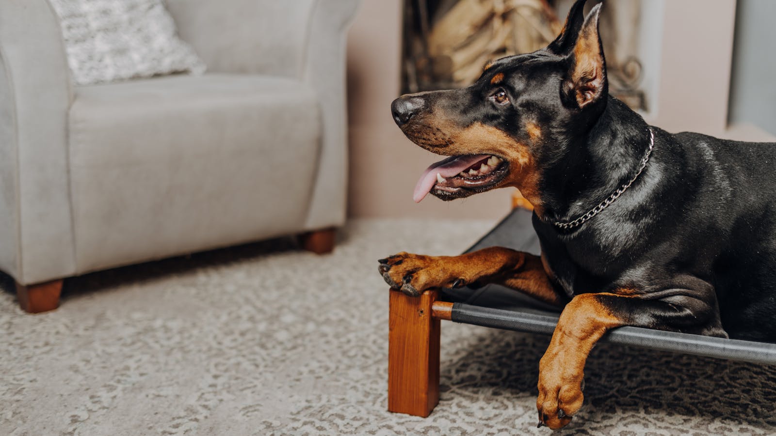 Magendrehung beim Hund: erkennen und vorbeugen