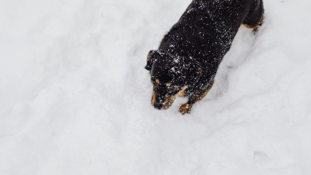 Pfotenpflege im Winter: Streusalz, Schnee, Kälte