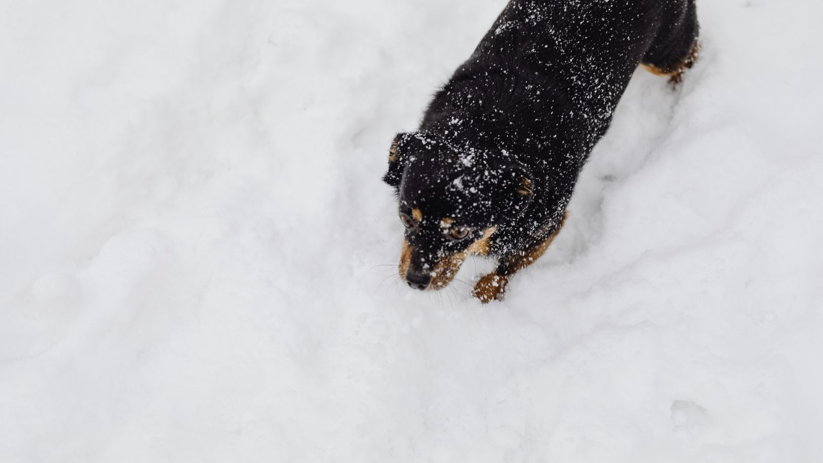 Pfotenpflege im Winter: Streusalz, Schnee, Kälte