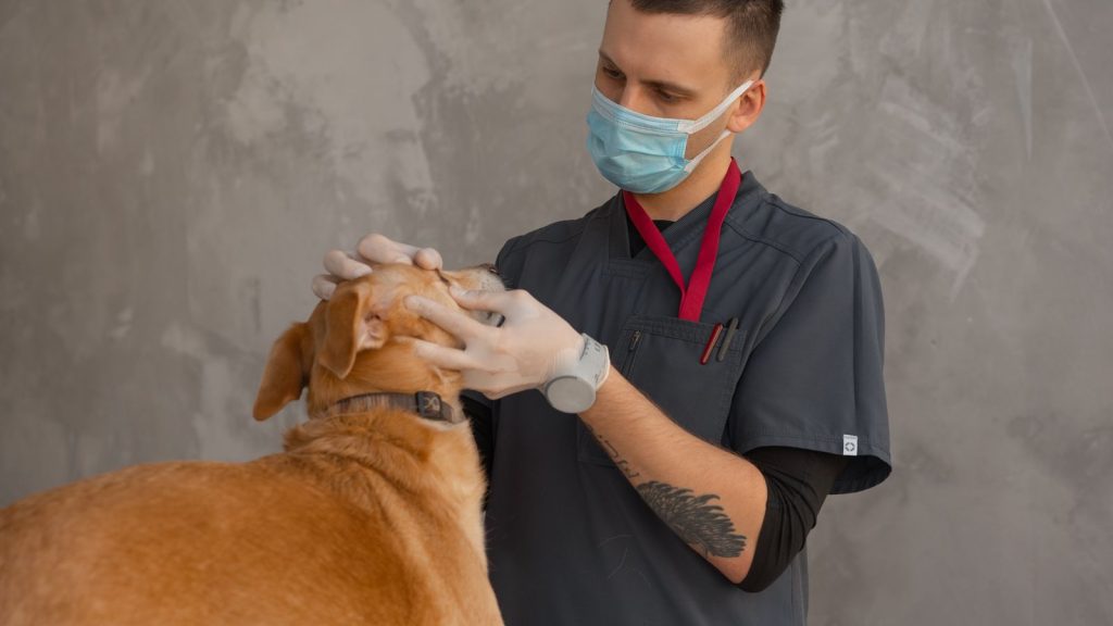 Futterunverträglichkeit und Allergie beim Hund
