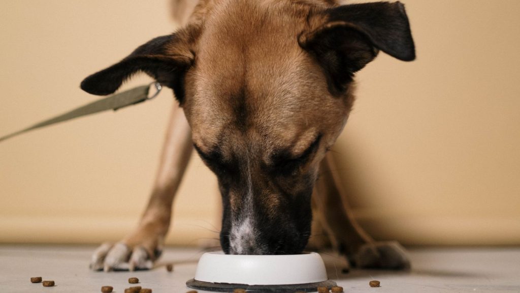 Wie viel BARF braucht dein Hund? Mengen & Komponenten
