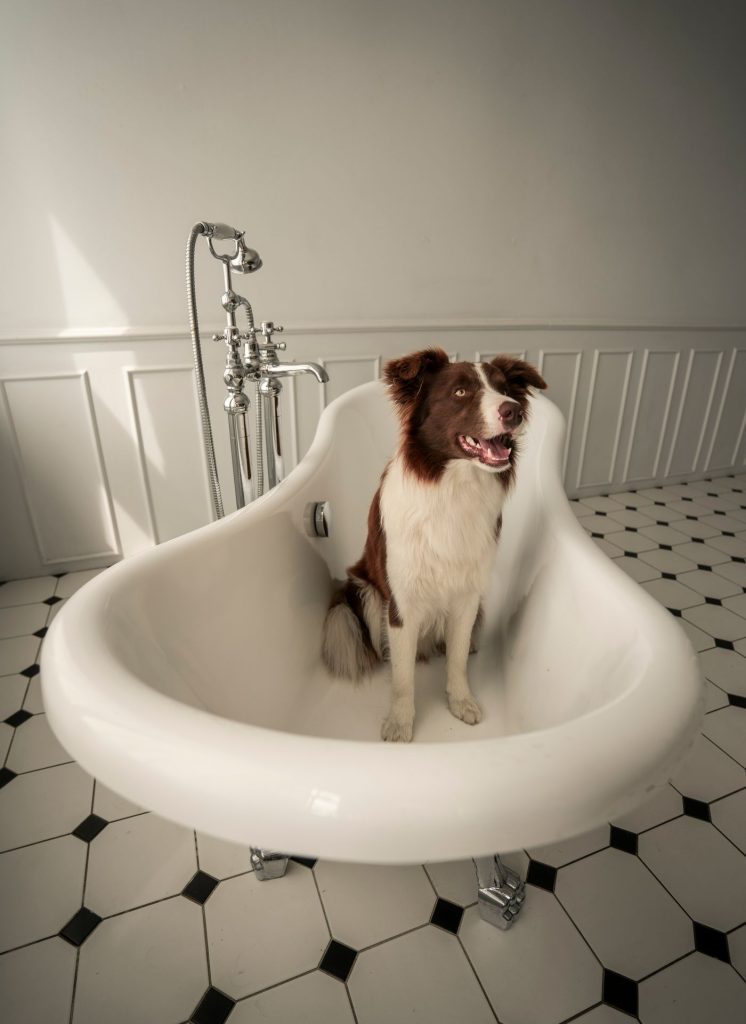 Hundeshampoo selbst machen: natürlich, mild und günstig