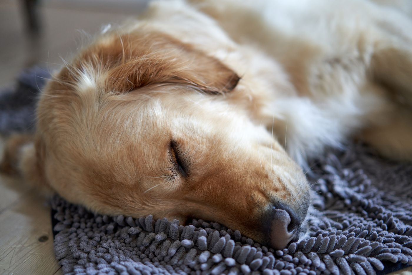 Dog resting calmly on a grey snuffle mat on the floor
