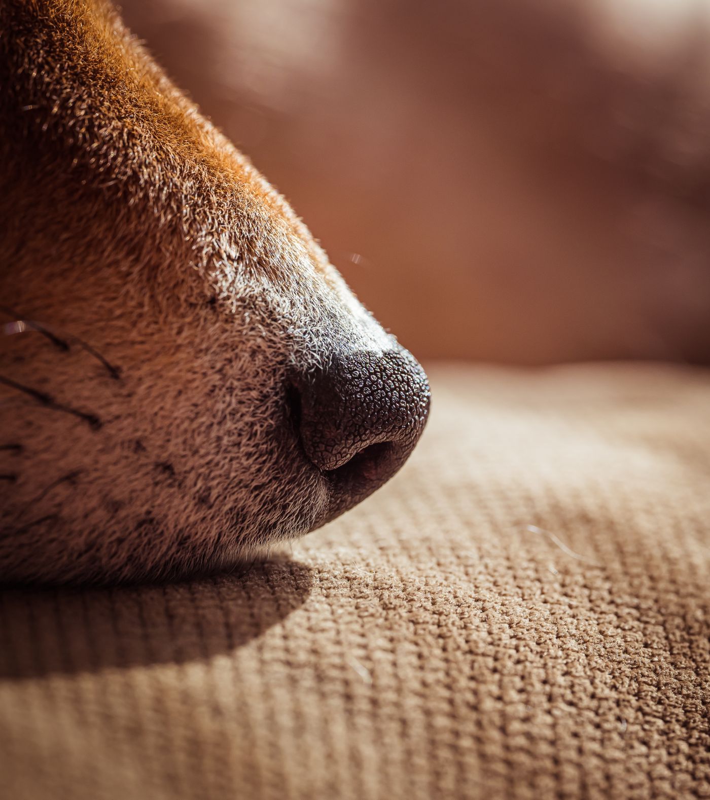 Close up of a dog's nose on warm fabric in soft light
