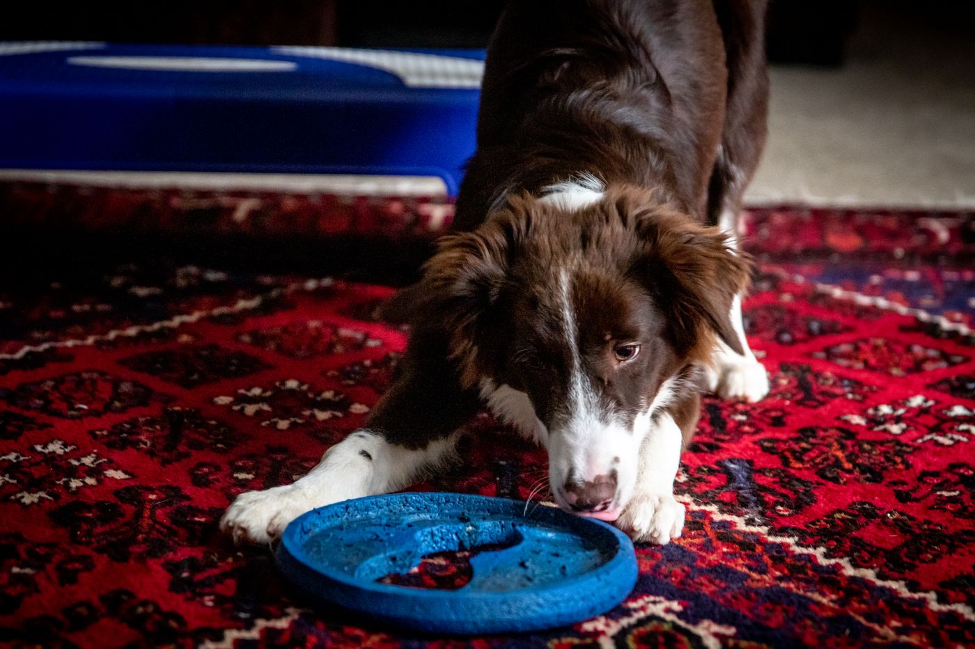 Dog focused on licking a blue lick mat on the carpet