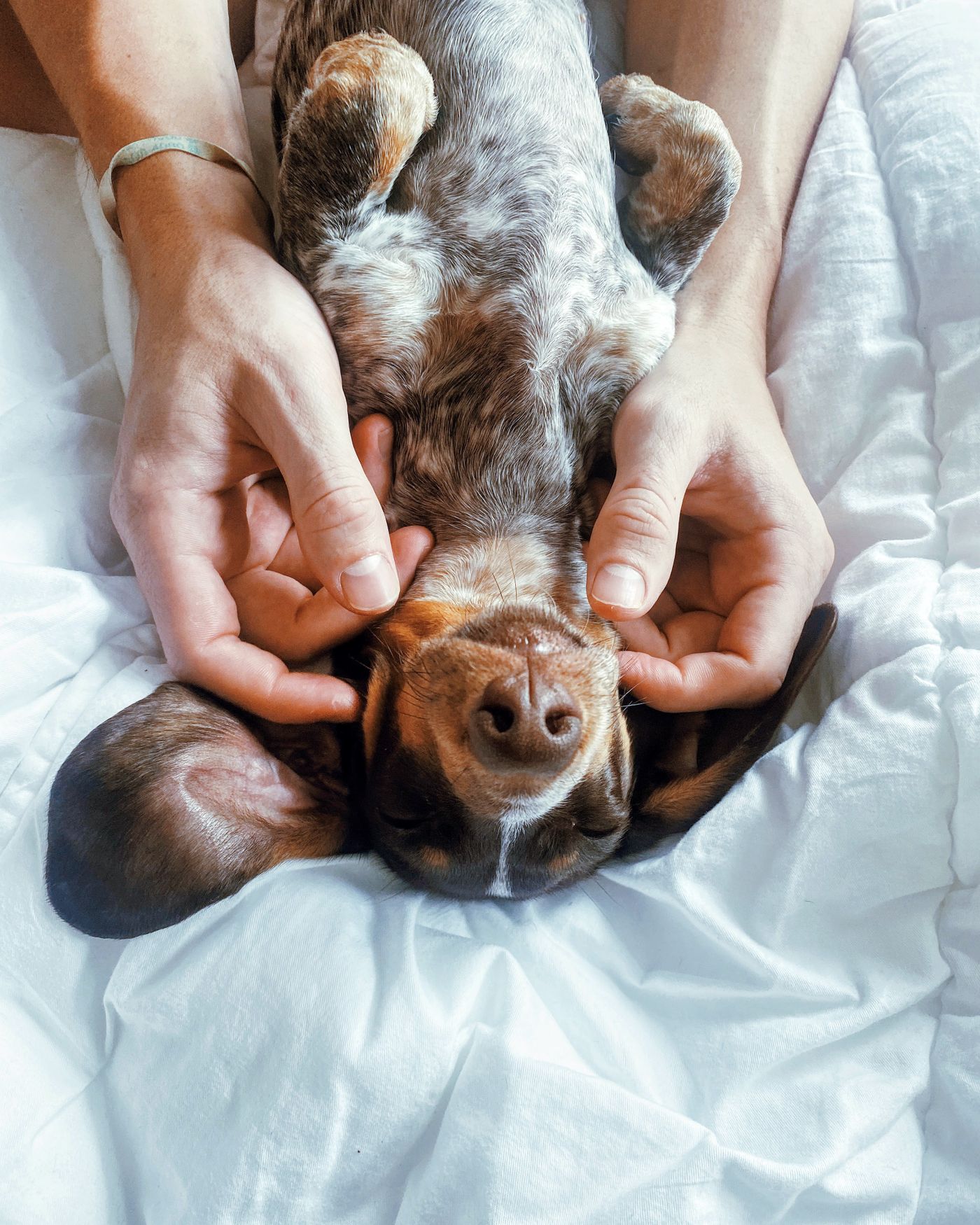 Dachshund lies deeply relaxed on a white bed, gentle hands at its head