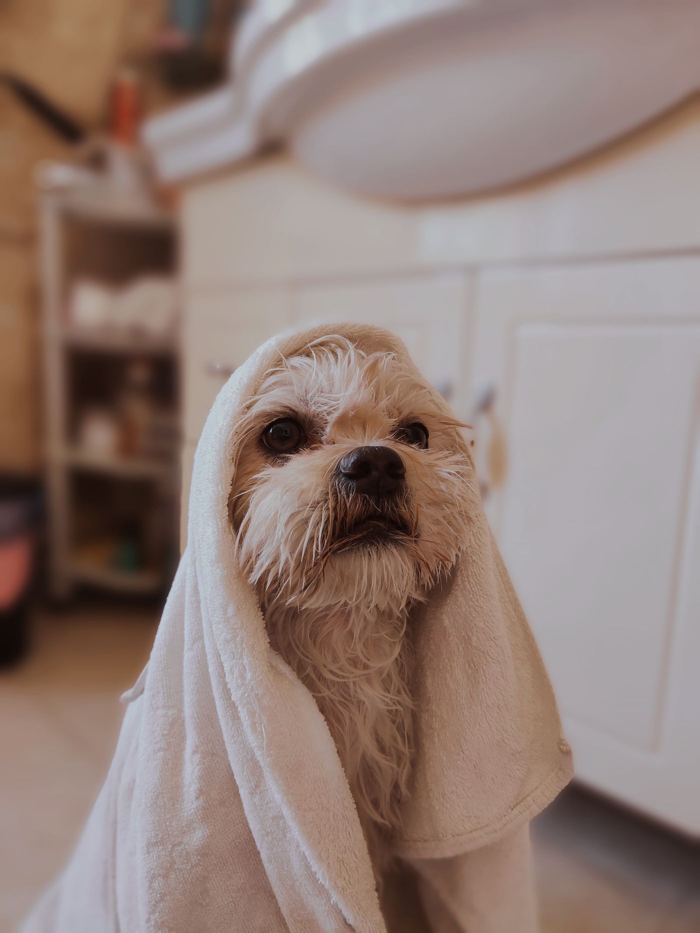 Frisch gebadeter Hund in ein weiches Handtuch gewickelt