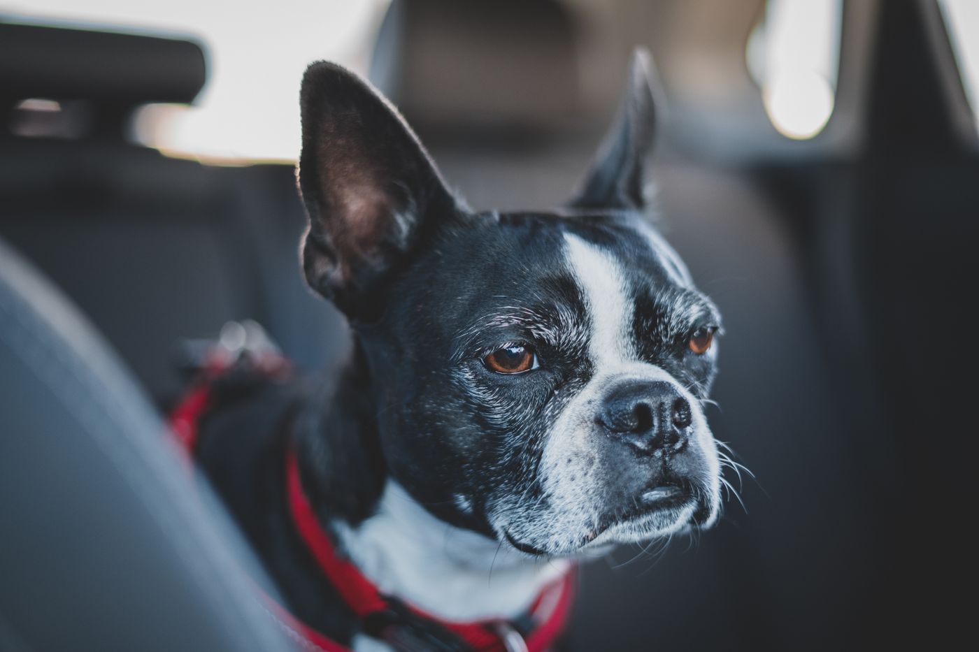 Boston Terrier con pettorina di sicurezza rossa seduto attento sul sedile posteriore dell'auto
