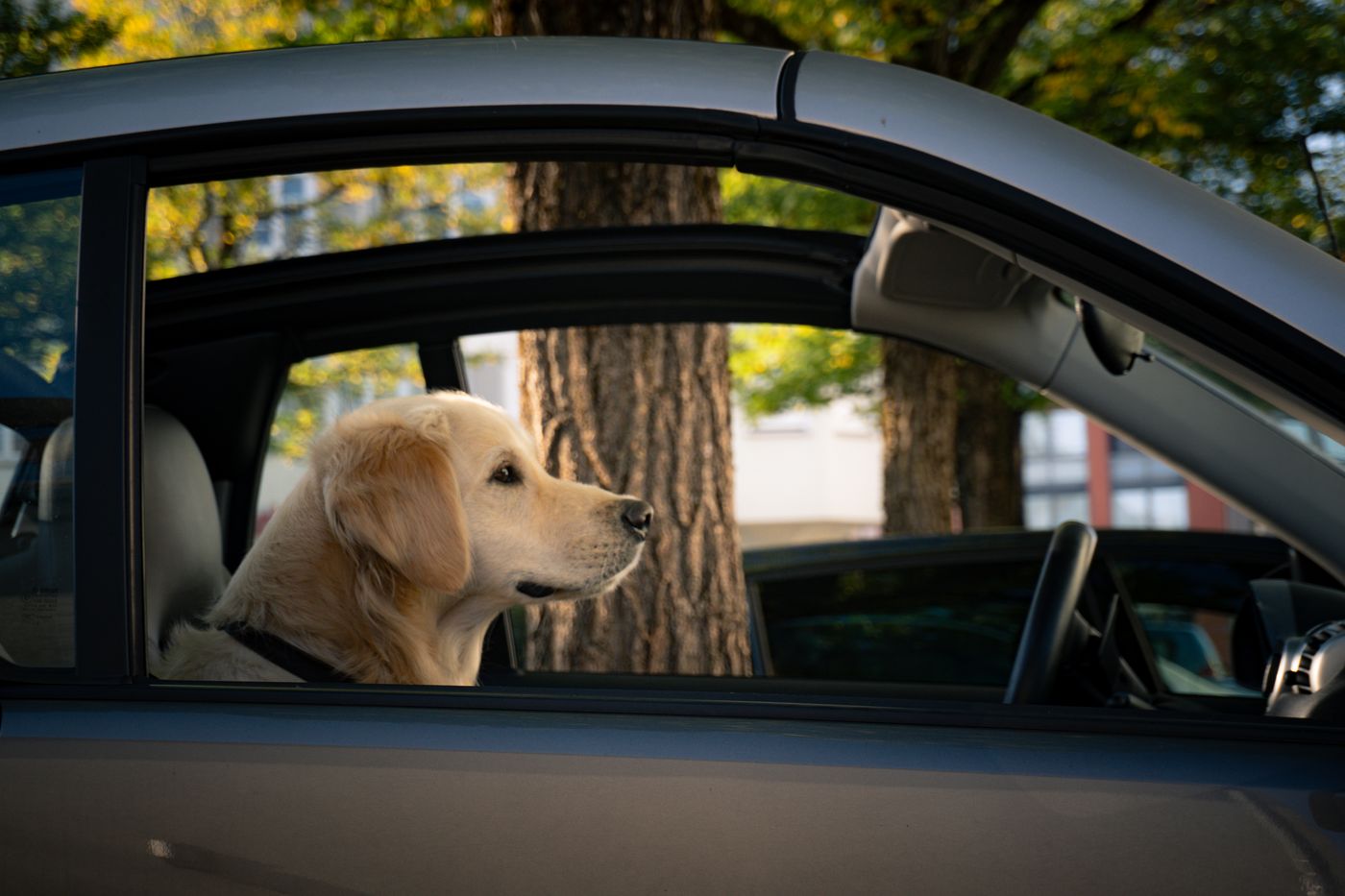 Golden Retriever seduto tranquillo in auto che guarda fuori dal finestrino aperto