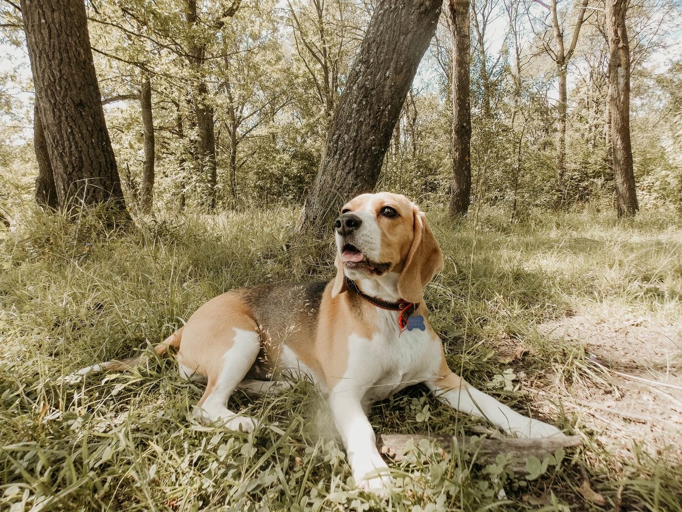 Beagle descansa na grama sob as árvores na luz suave do fim do verão