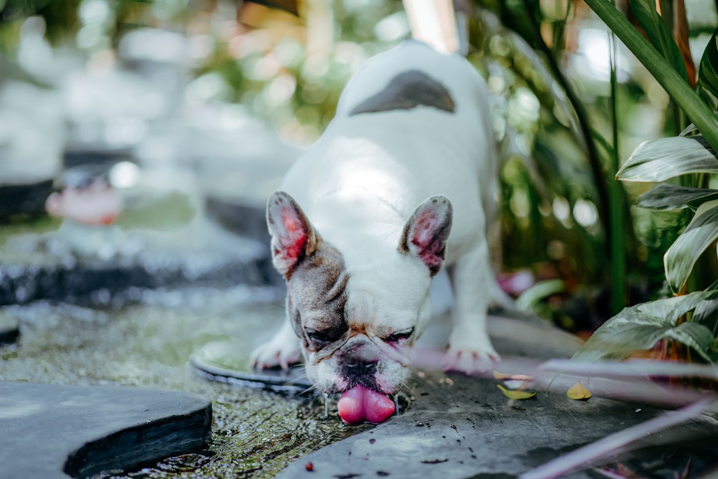 Buldogue branco abaixa a cabeça e bebe água num caminho de jardim sombreado