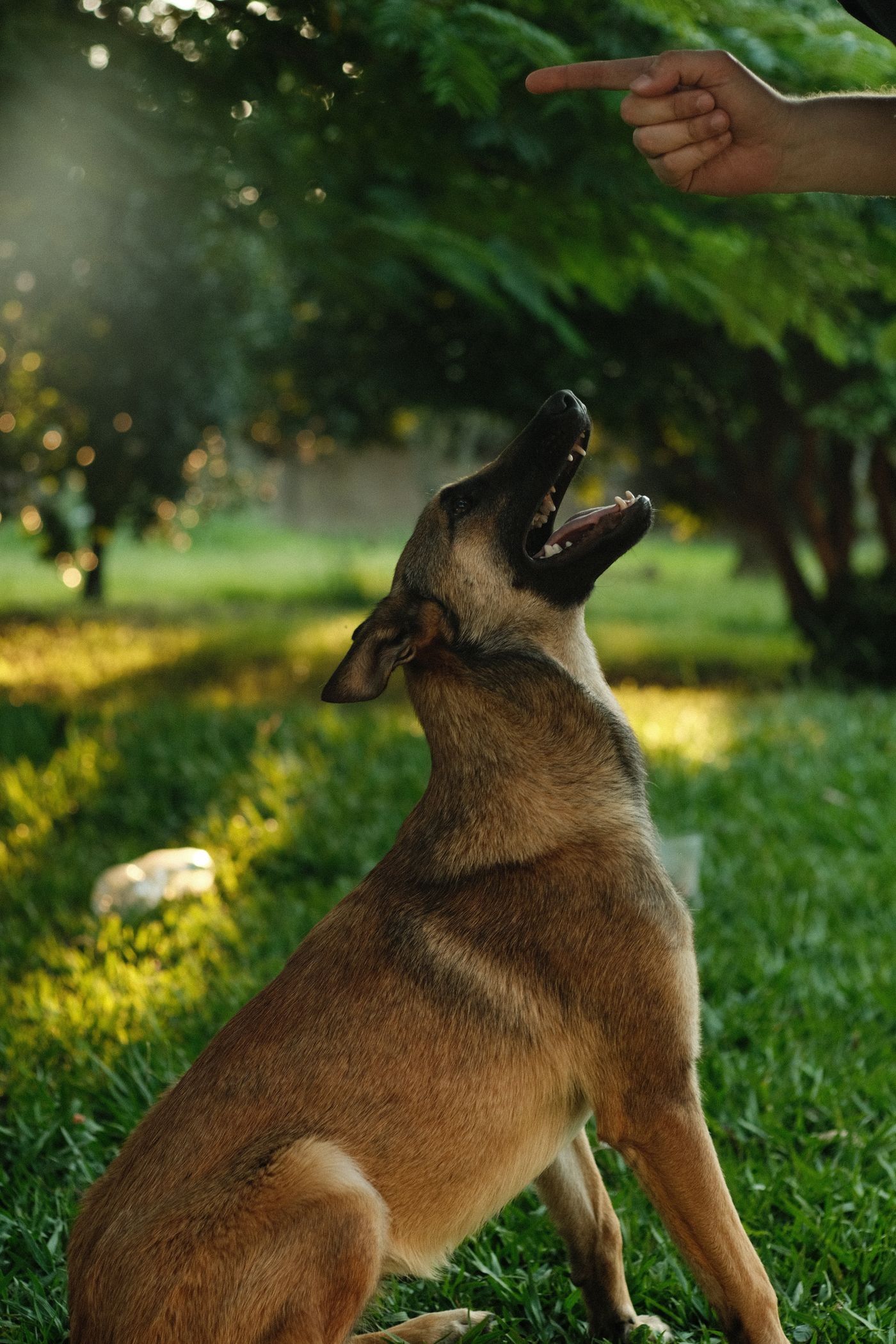 Hond reageert in de tuin op een handgebaar van zijn baas in warm avondlicht