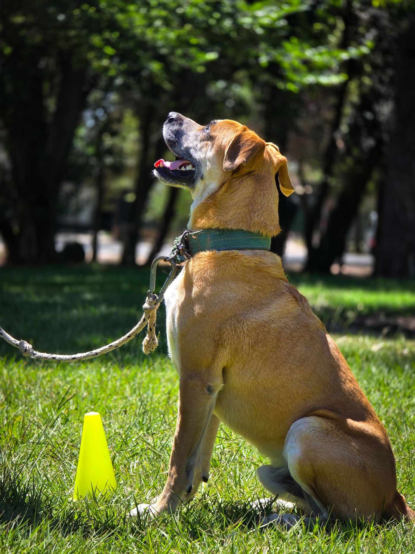 Hond zit aandachtig in het park naast een trainingskegel aan een losse lijn