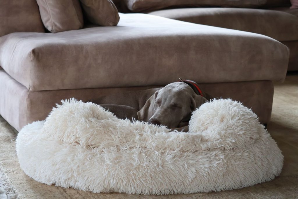 Removing Dog Smell and Washing the Dog Bed Right