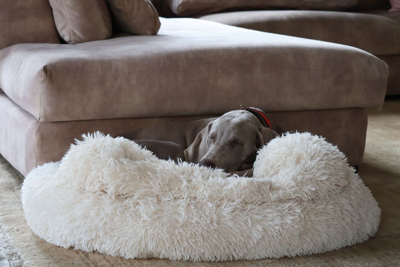 Weimaraner sleeping in a fluffy white dog bed in front of a bright sofa