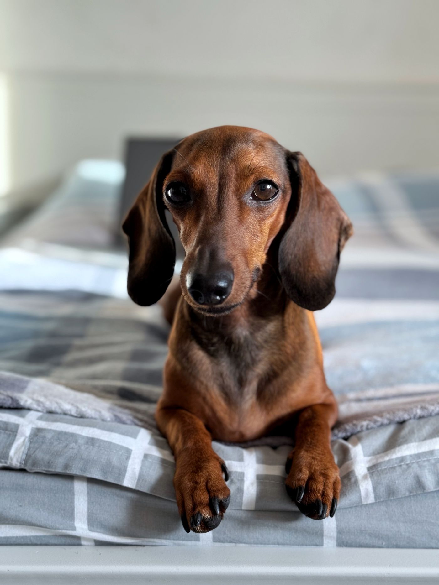 Dachshund resting alertly on freshly made bedding in a bright bedroom