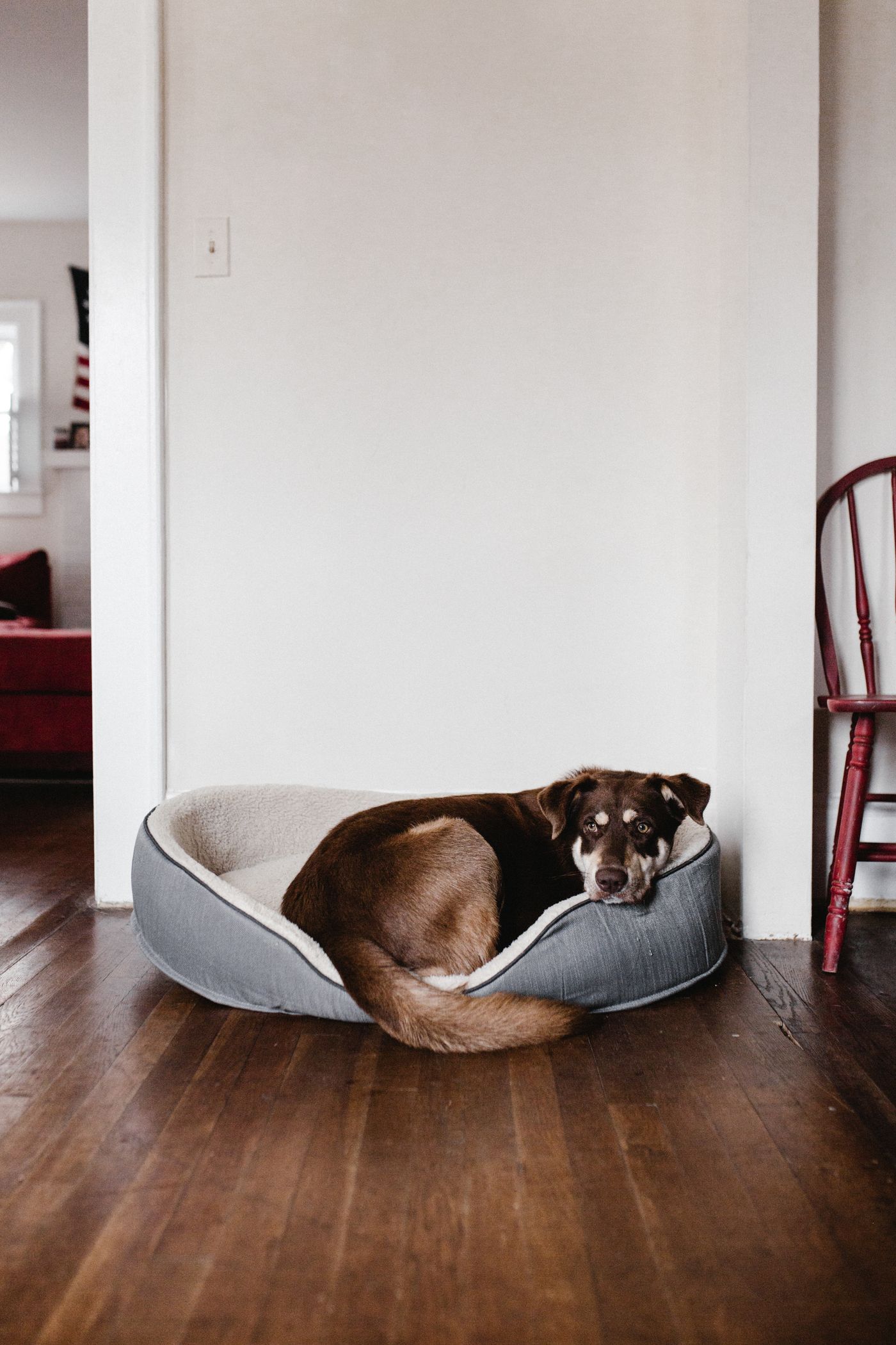 Brown dog curled up in a grey dog bed on a bright wooden floor