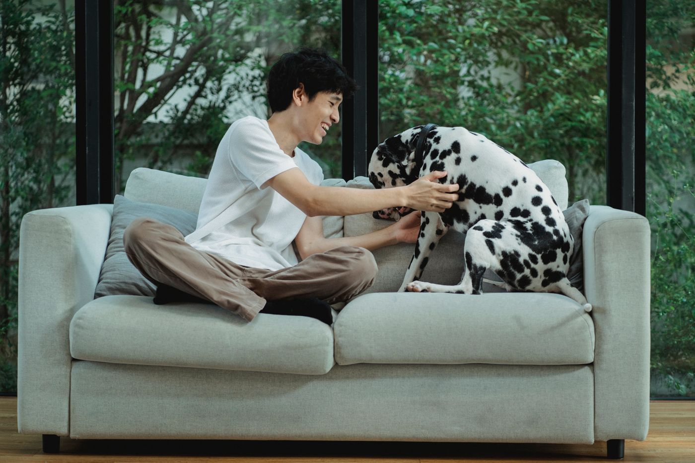 Person sitting on a light sofa petting a Dalmatian dog