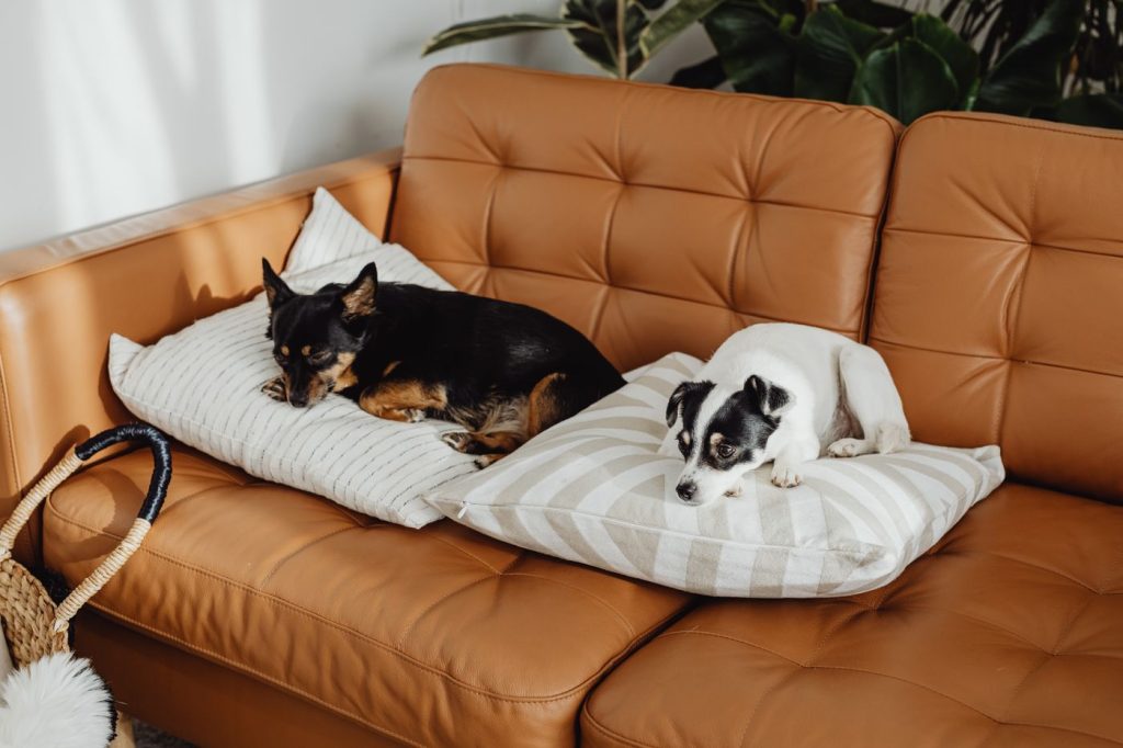 Removing Dog Hair: Home, Sofa and Car