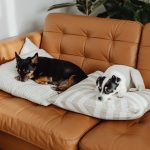 Zwei kleine Hunde liegen auf Kissen auf einem hellbraunen Ledersofa