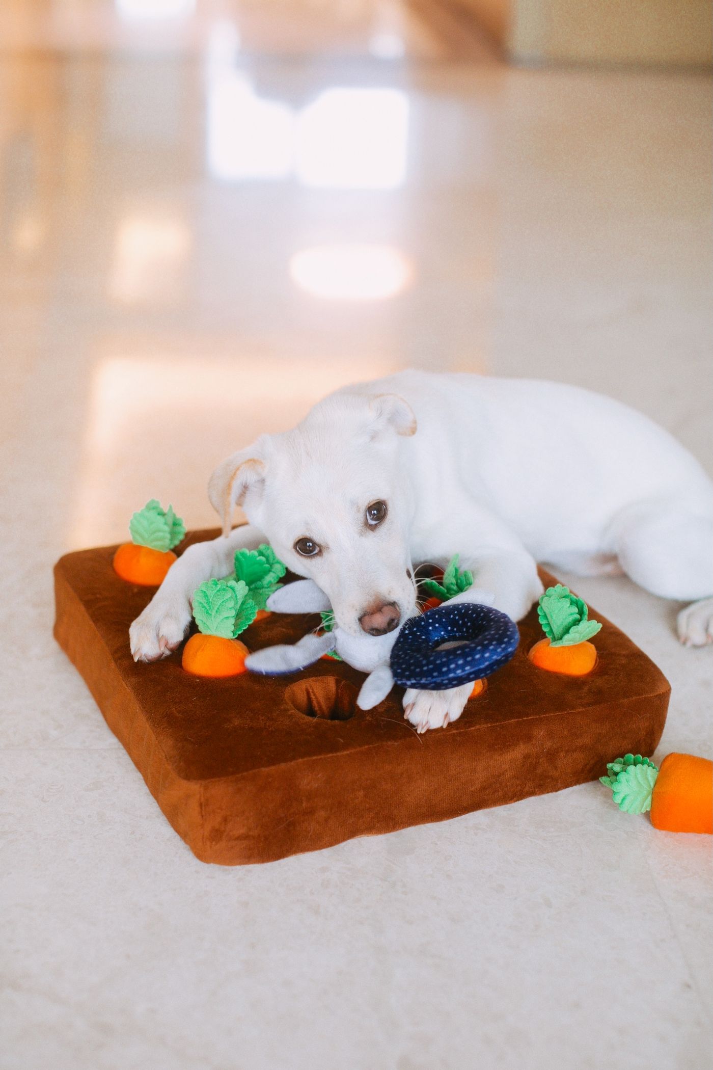 White puppy lying at a snuffle and treat puzzle shaped like carrots